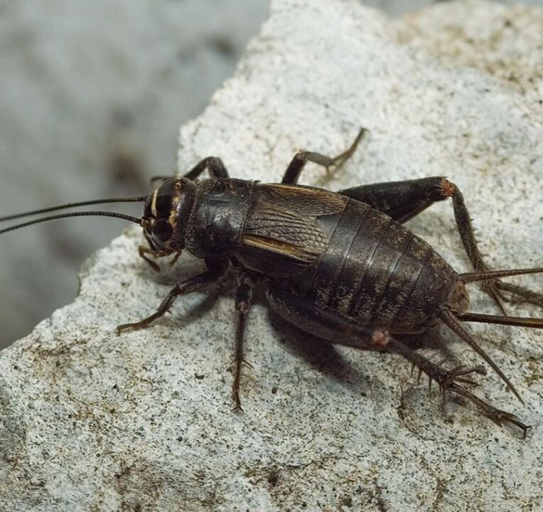 kumbang scarab untuk nasib baik